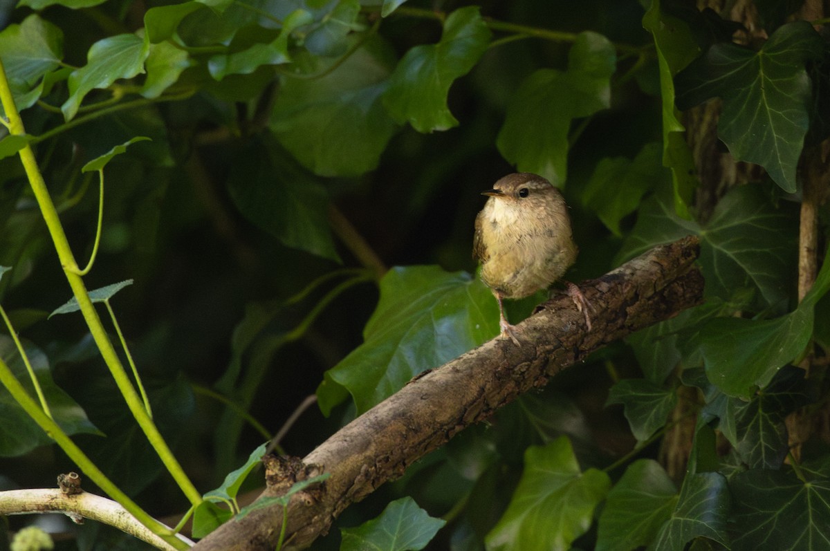 Eurasian Wren - ML622842845