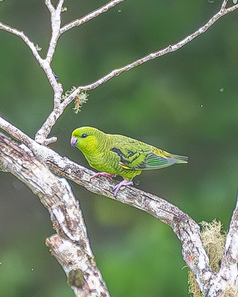 Barred Parakeet - ML622843038