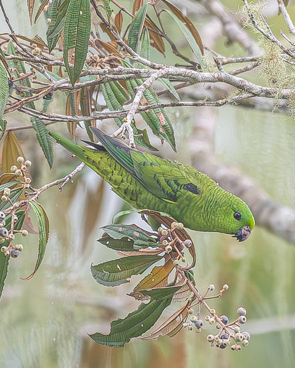 Barred Parakeet - ML622843043