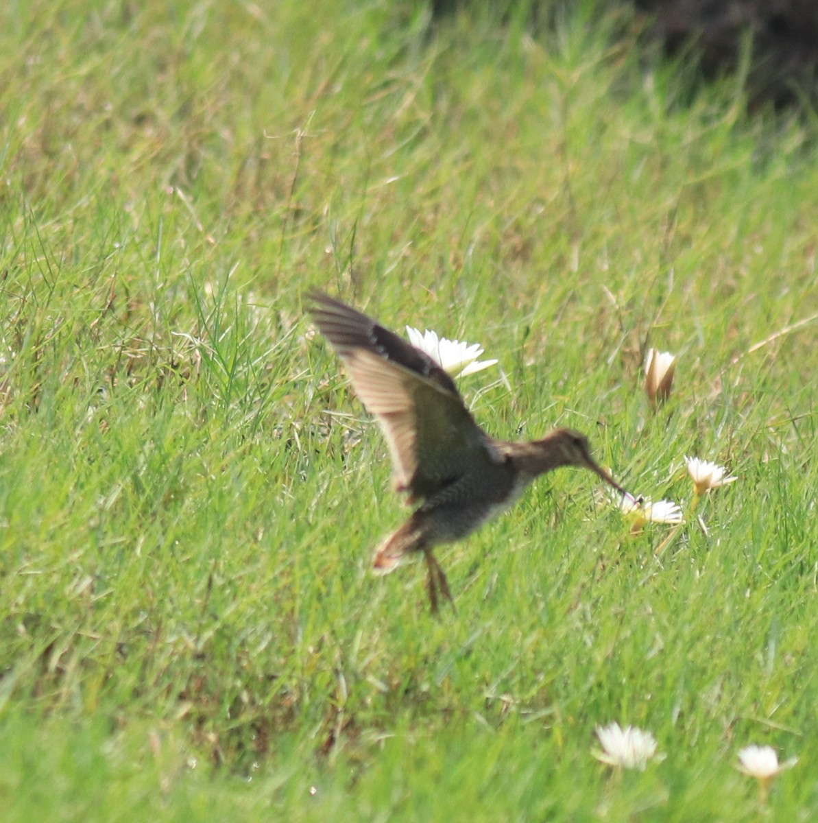 Pin-tailed Snipe - Afsar Nayakkan