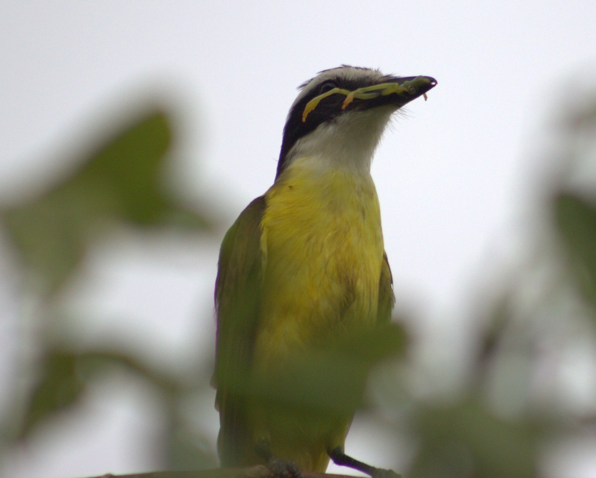 Great Kiskadee - Iyok Madriz Guevara