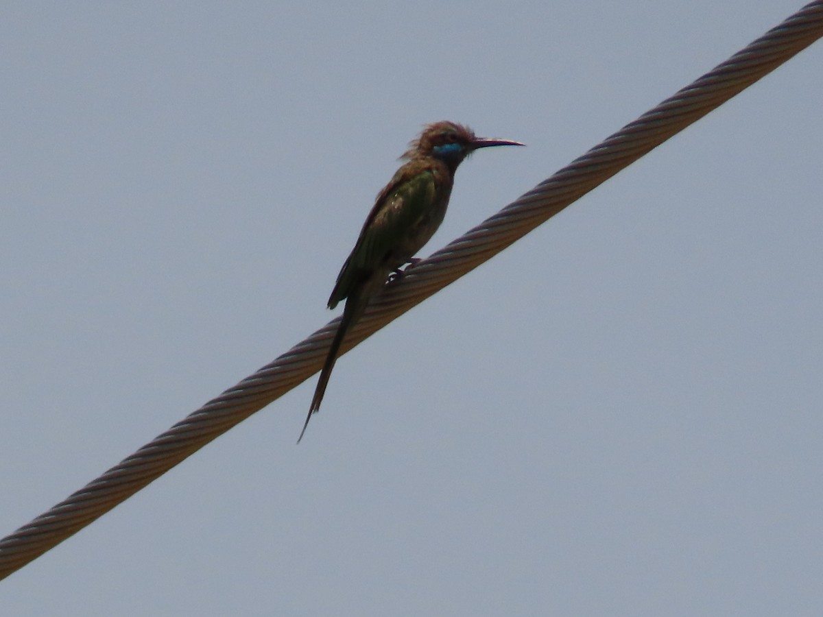 Arabian Green Bee-eater - Ute Langner