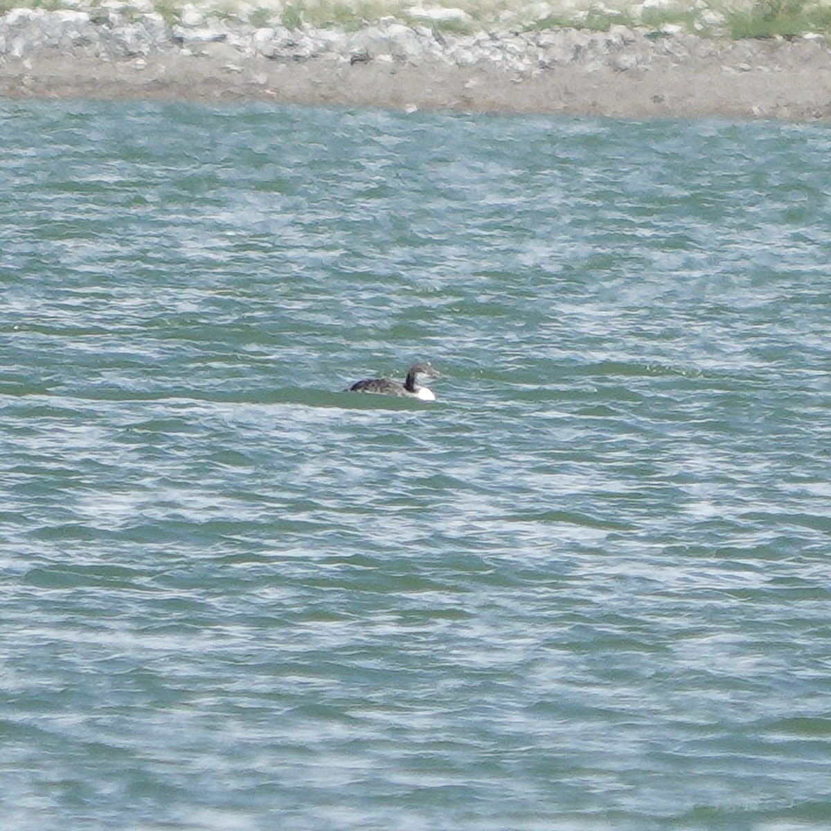 loon sp. - ML622843129