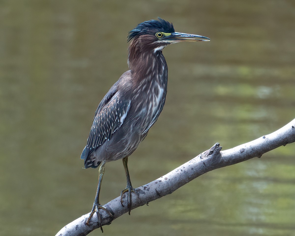 Green Heron - ML622843156