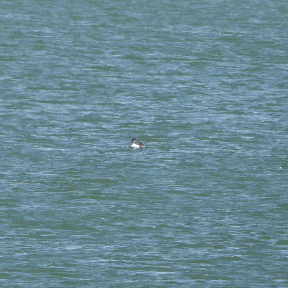 loon sp. - ML622843211