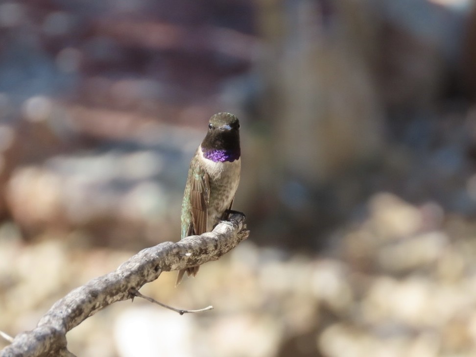 Black-chinned Hummingbird - Deborah Lauper