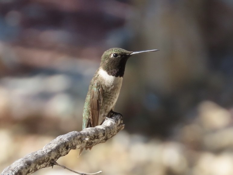 Black-chinned Hummingbird - Deborah Lauper