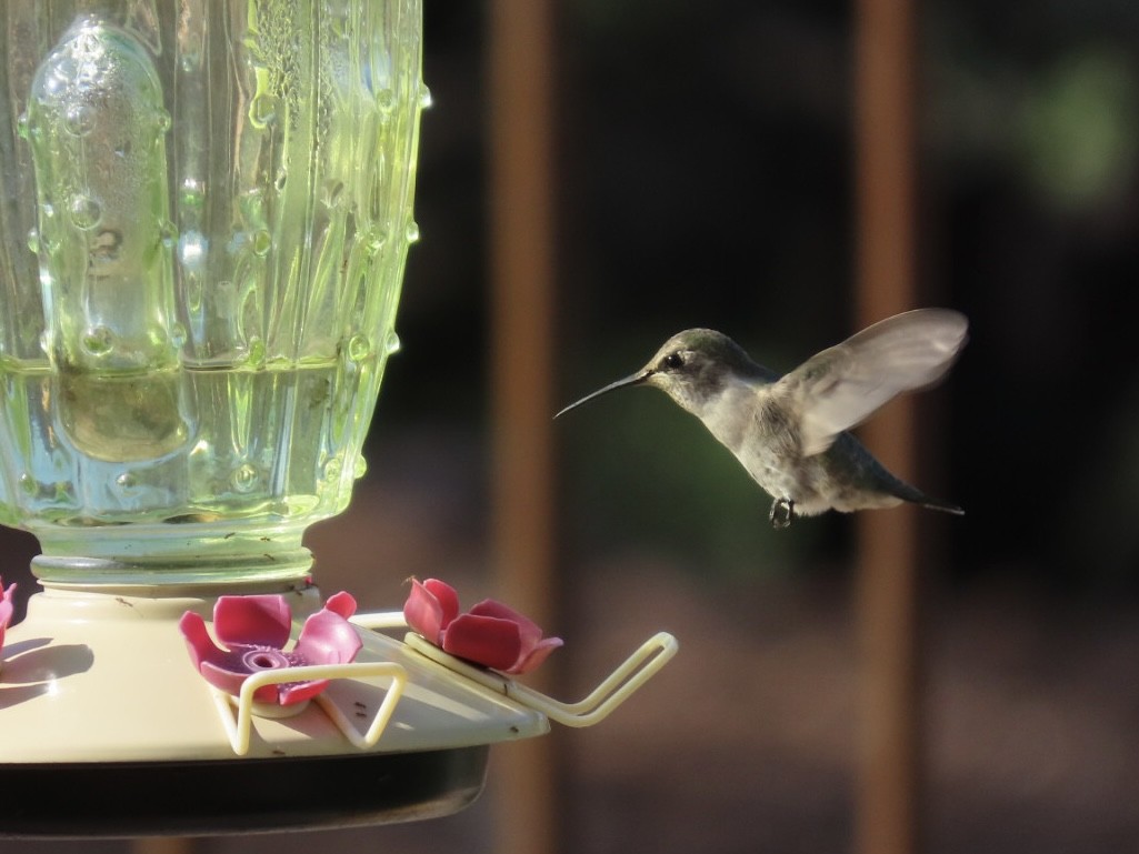 Costa's Hummingbird - Deborah Lauper