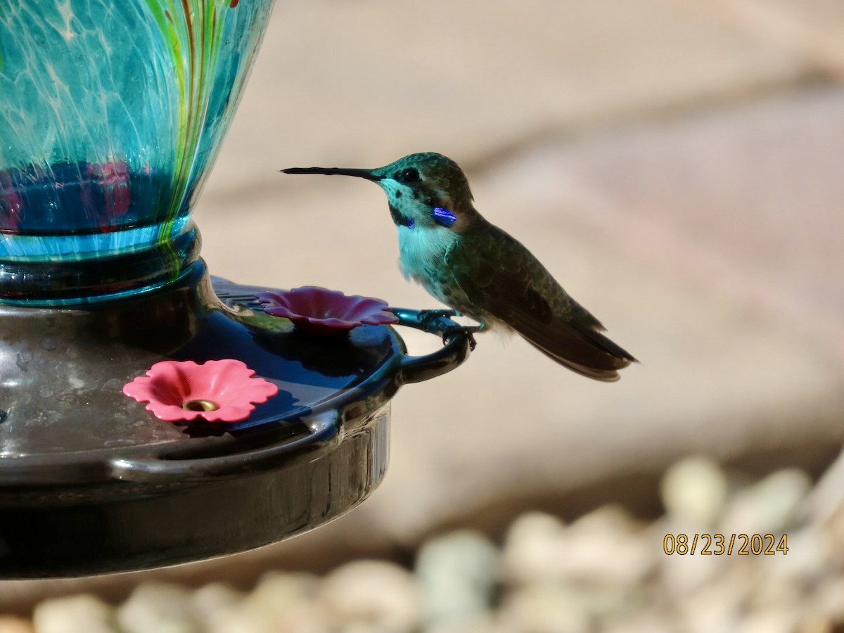 Costa's Hummingbird - Deborah Lauper