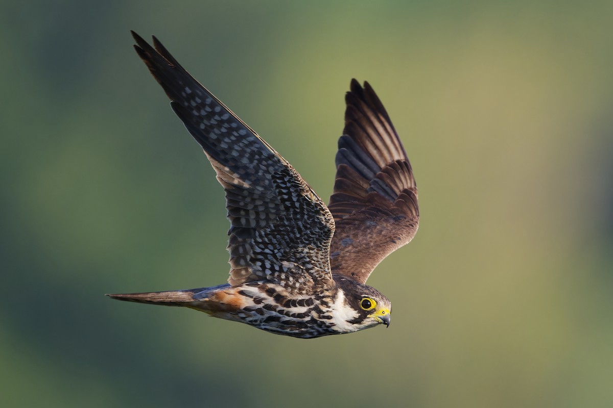 Eurasian Hobby - ML622843315