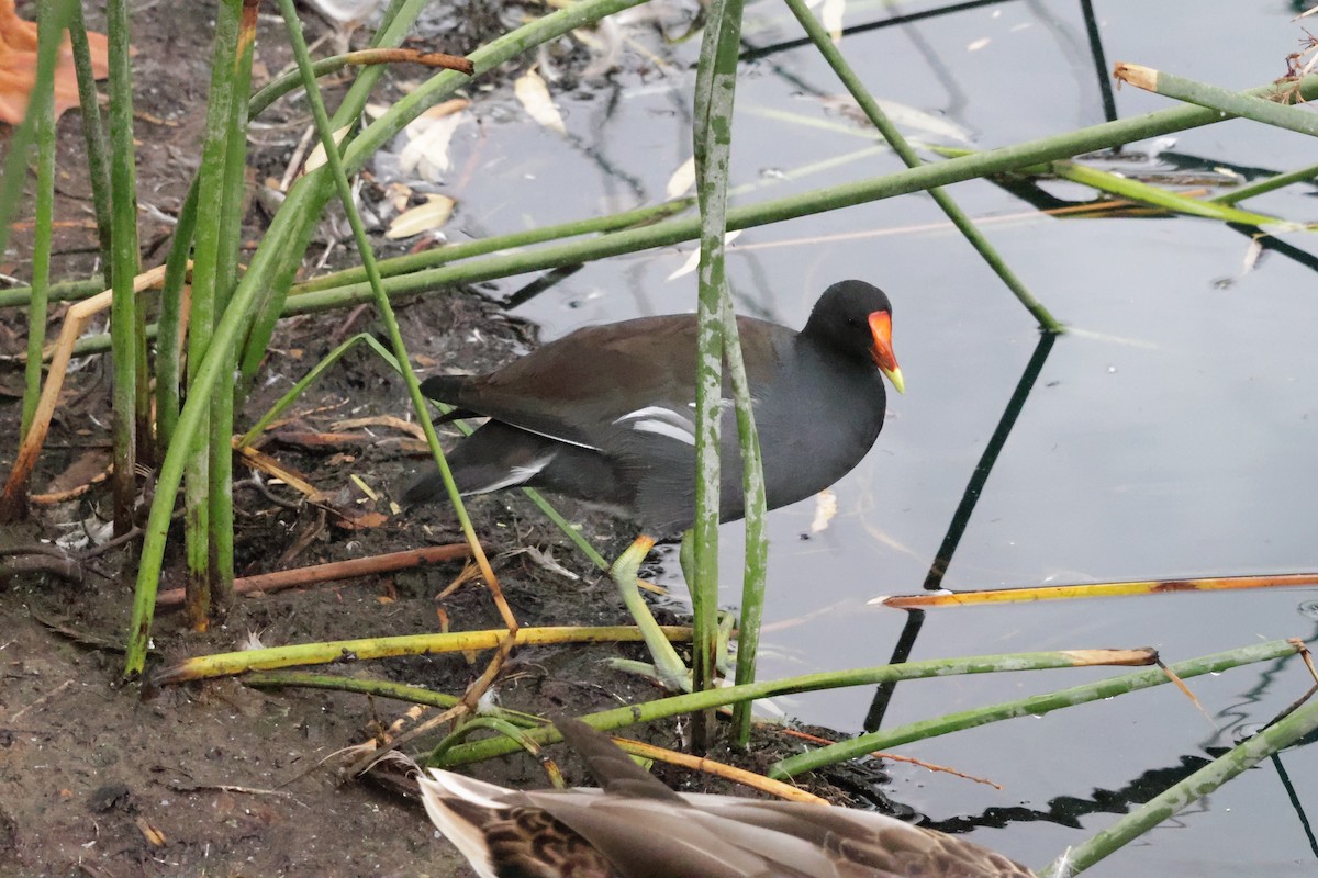 Common Gallinule - ML622843460