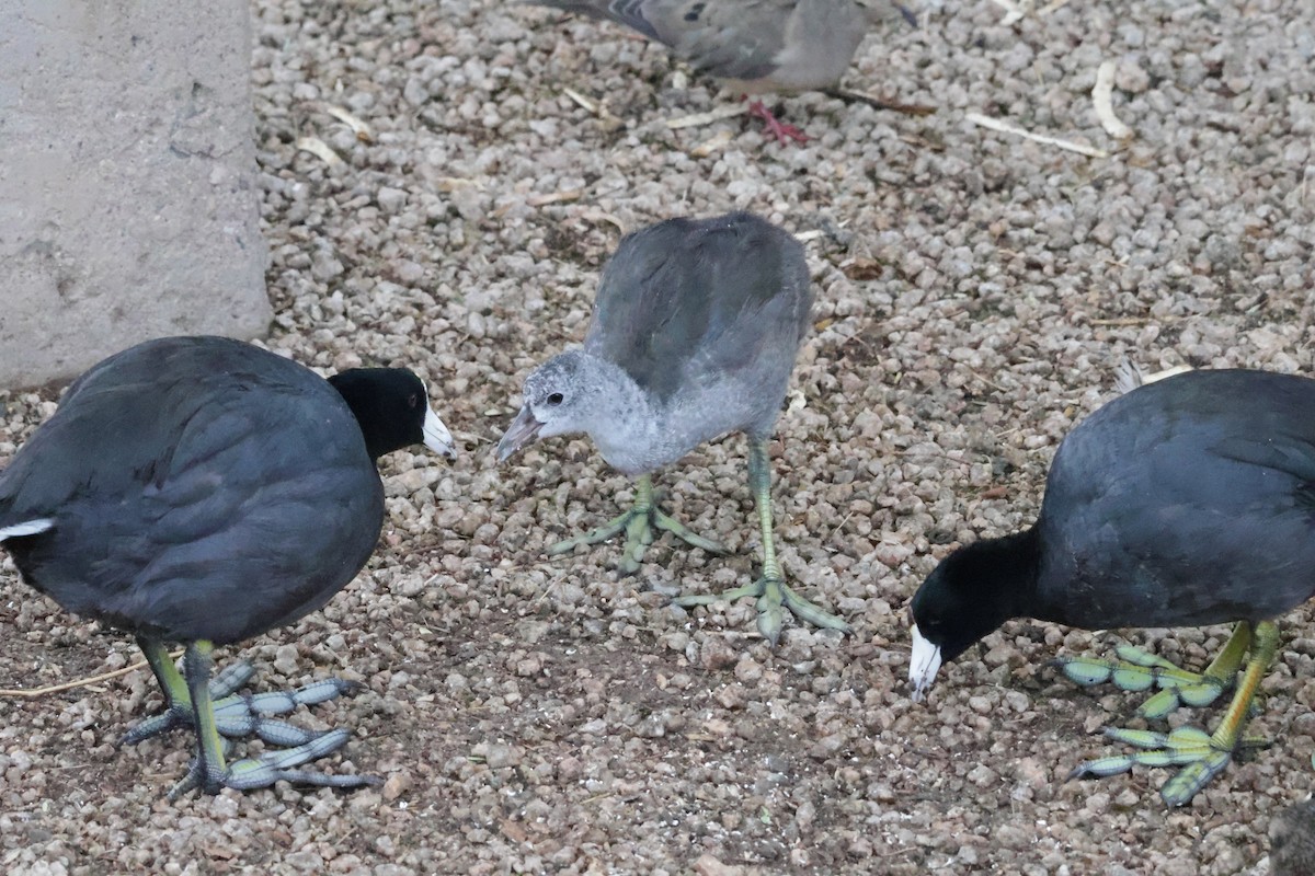American Coot - ML622843466