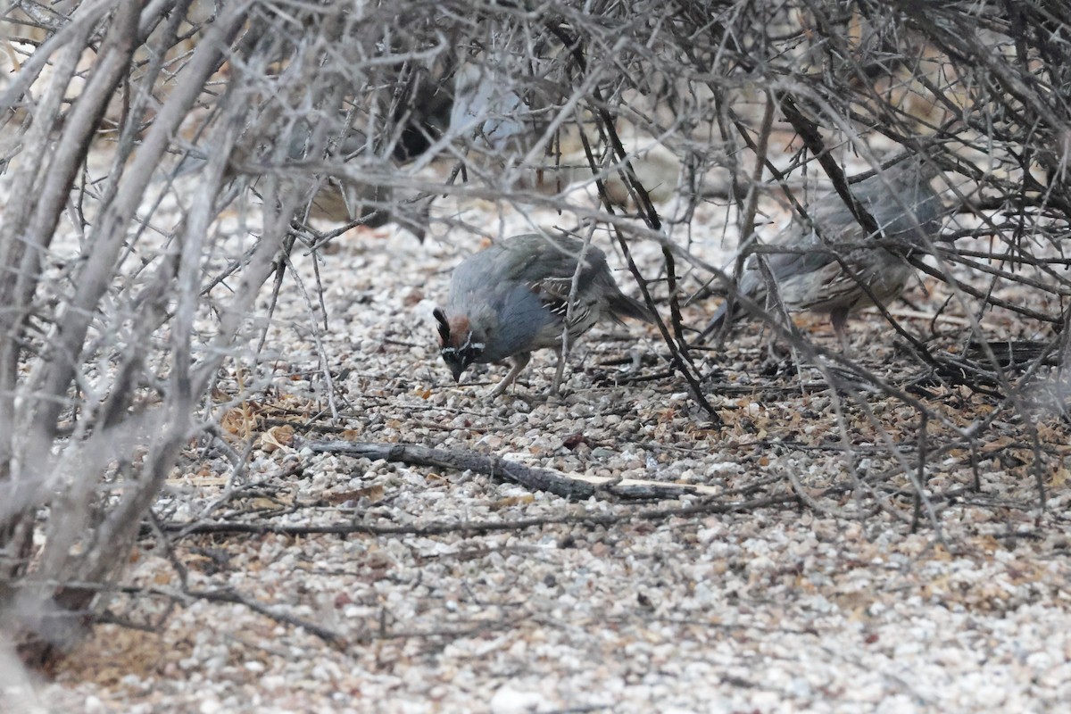 Gambel's Quail - ML622843483