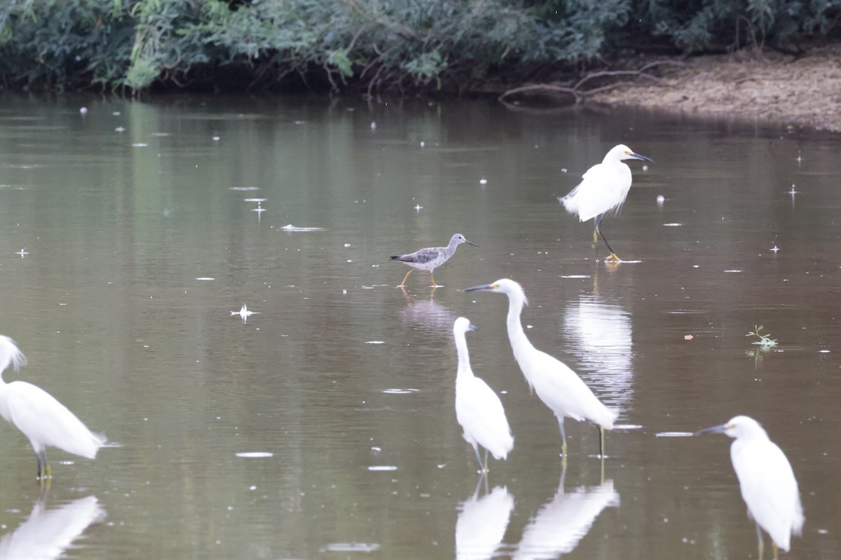 Greater Yellowlegs - ML622843488