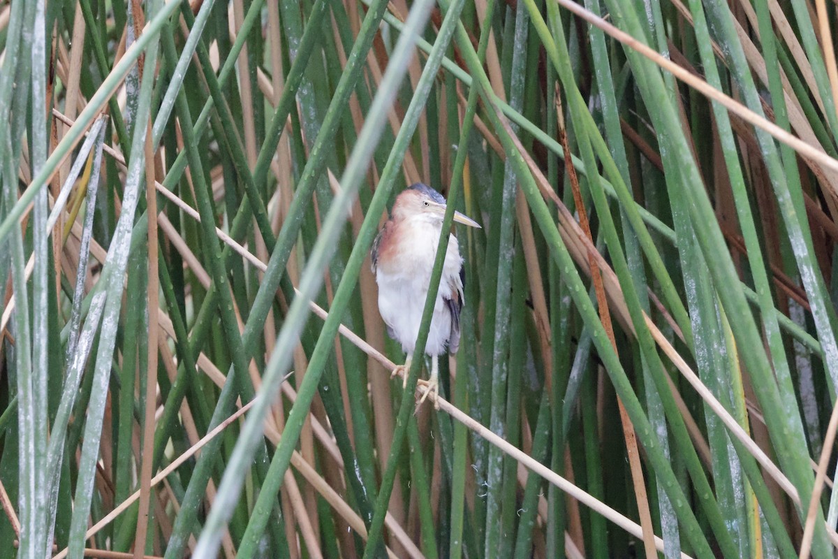 Least Bittern - ML622843494