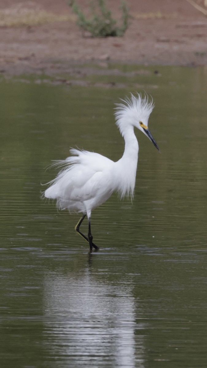 Snowy Egret - ML622843495