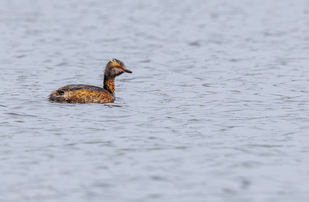 Horned Grebe - ML622843496