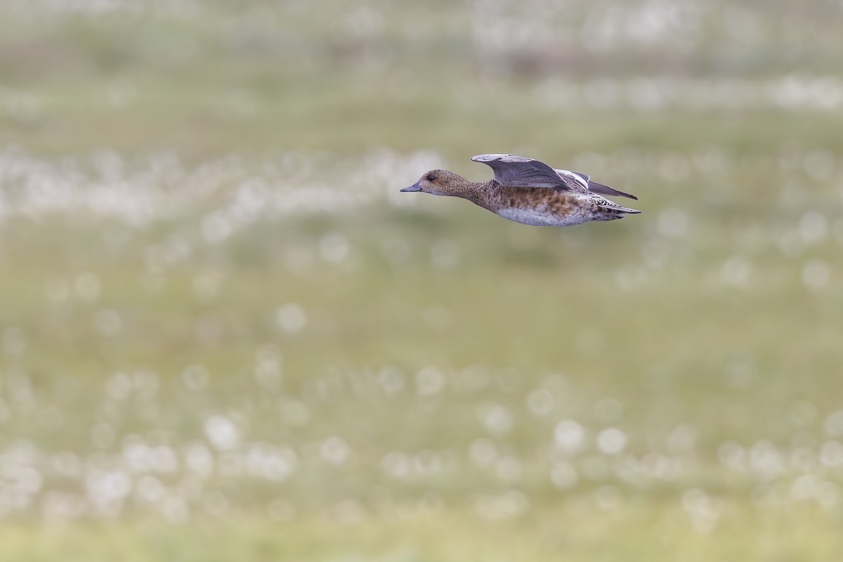 Eurasian Wigeon - ML622843500