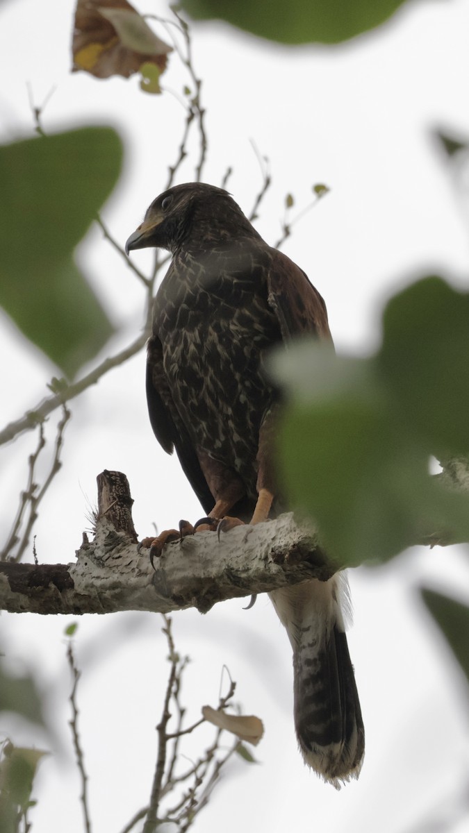 Harris's Hawk - ML622843531