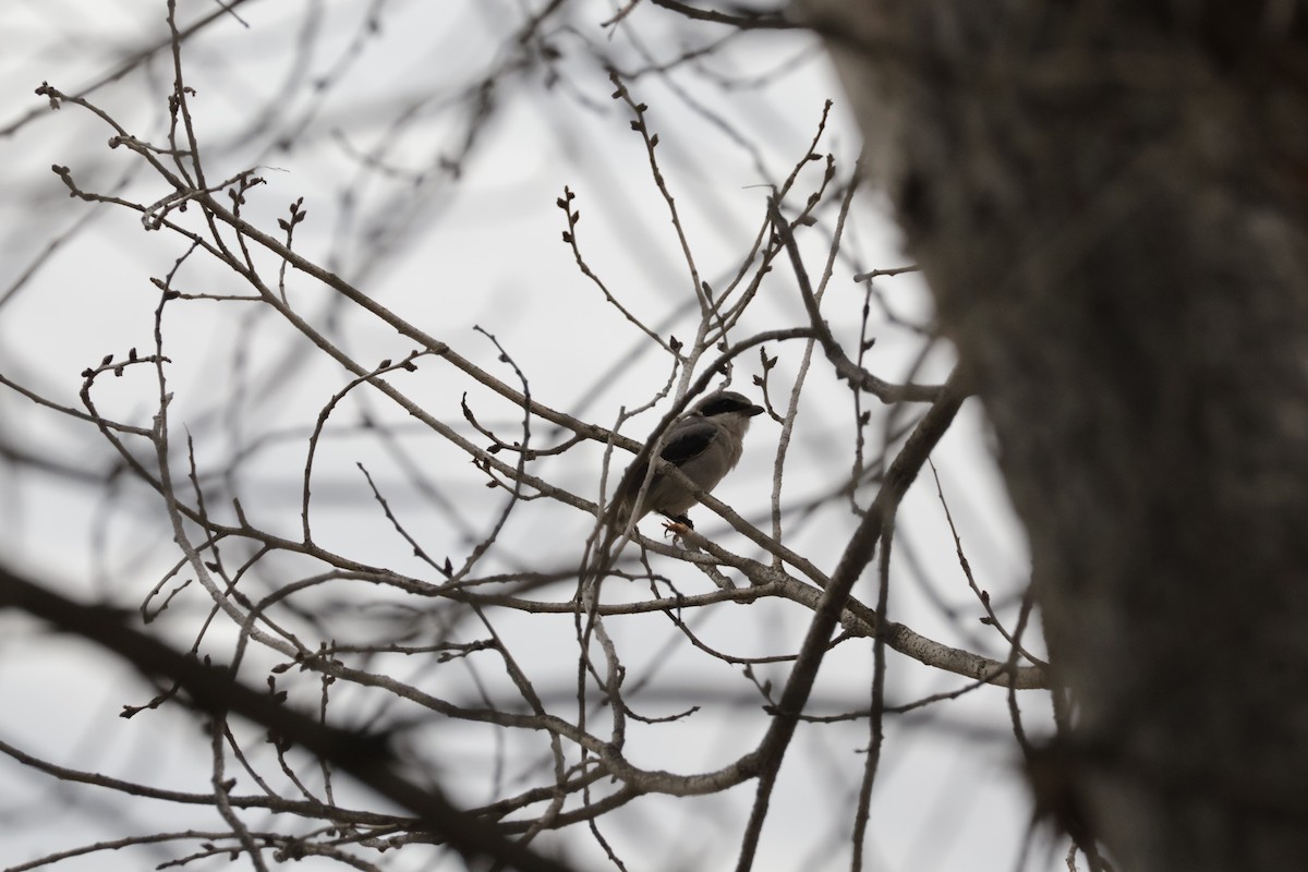 Loggerhead Shrike - ML622843544