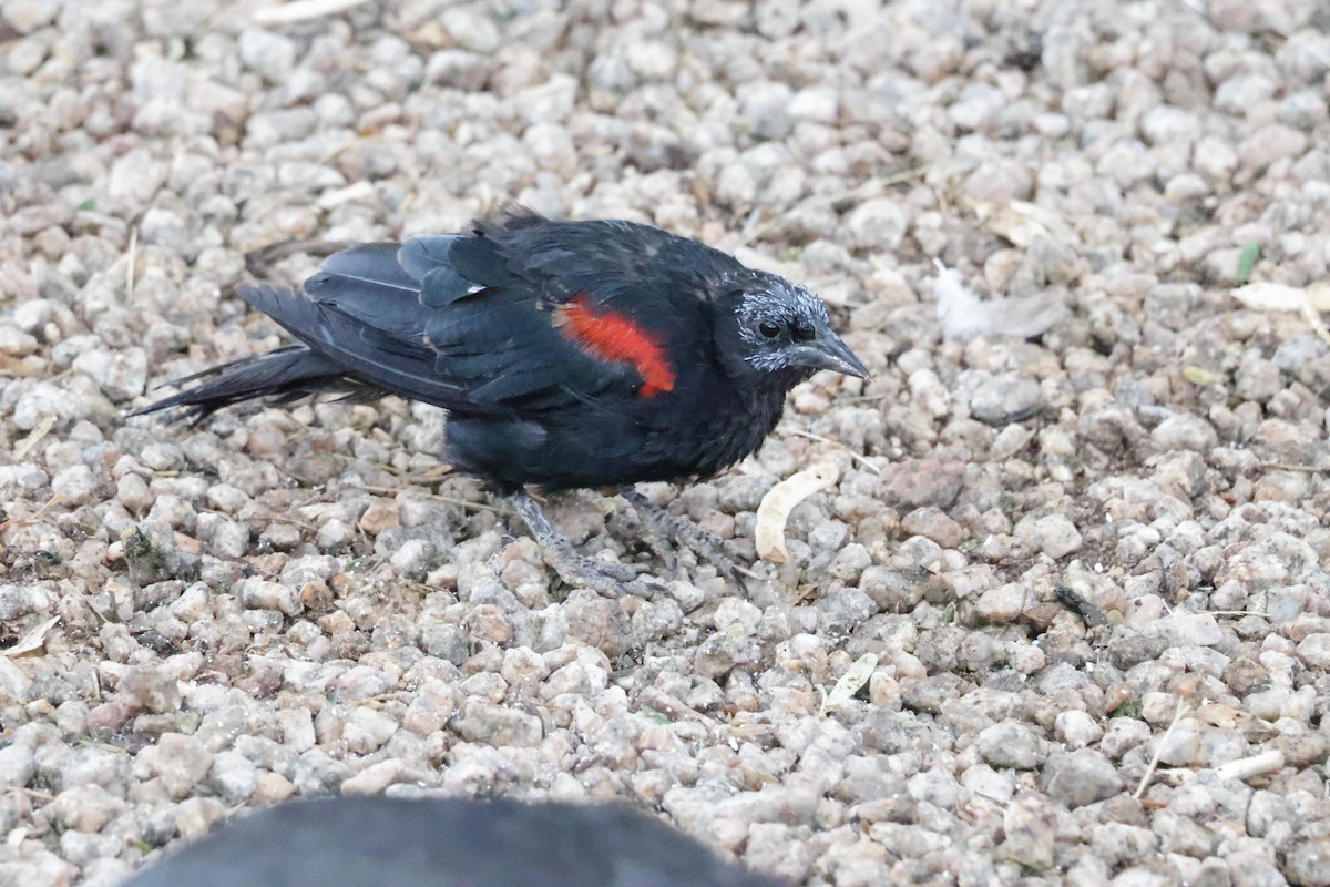 Red-winged Blackbird - ML622843548
