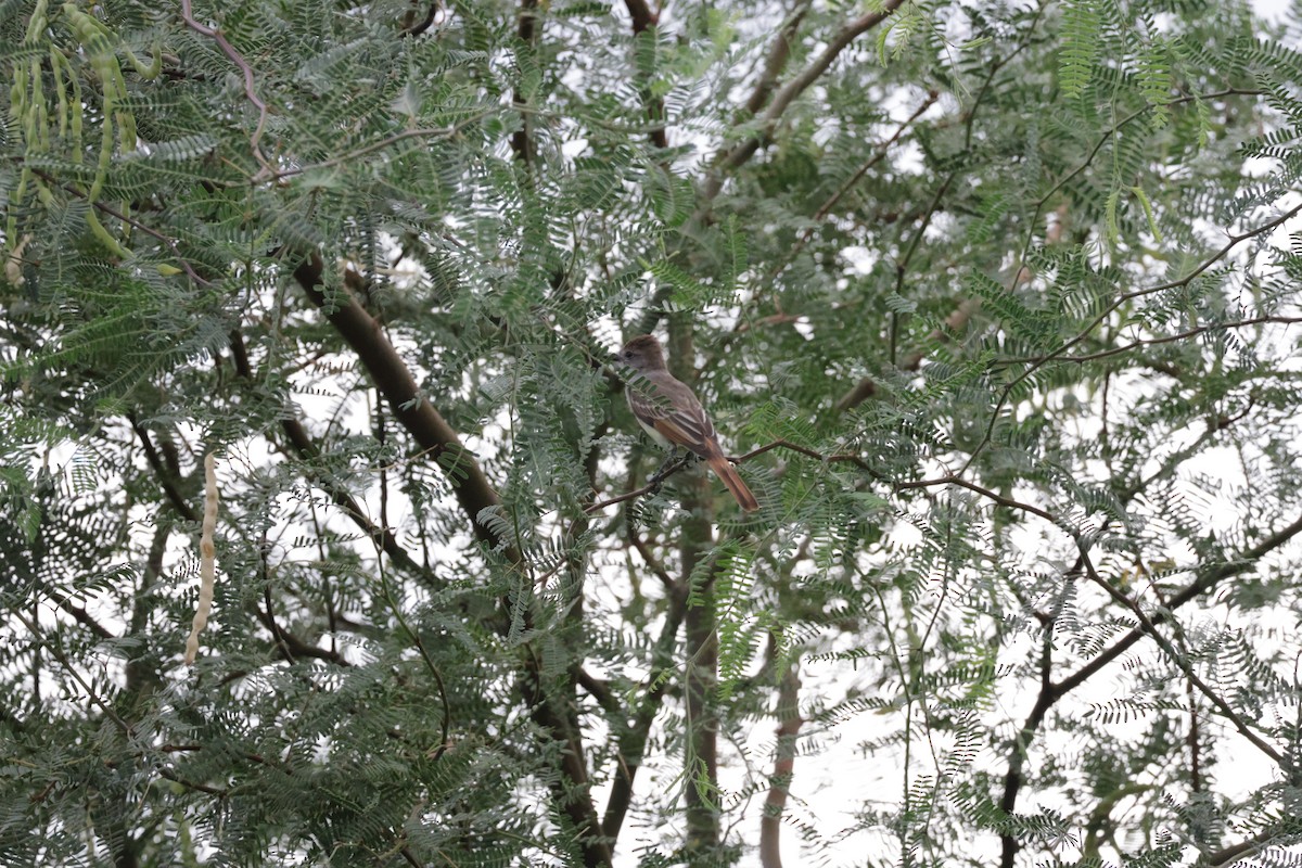 Ash-throated Flycatcher - ML622843557