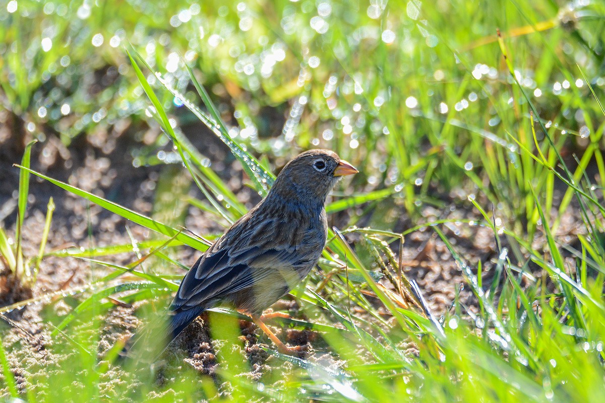 Carbonated Sierra Finch - ML622843569