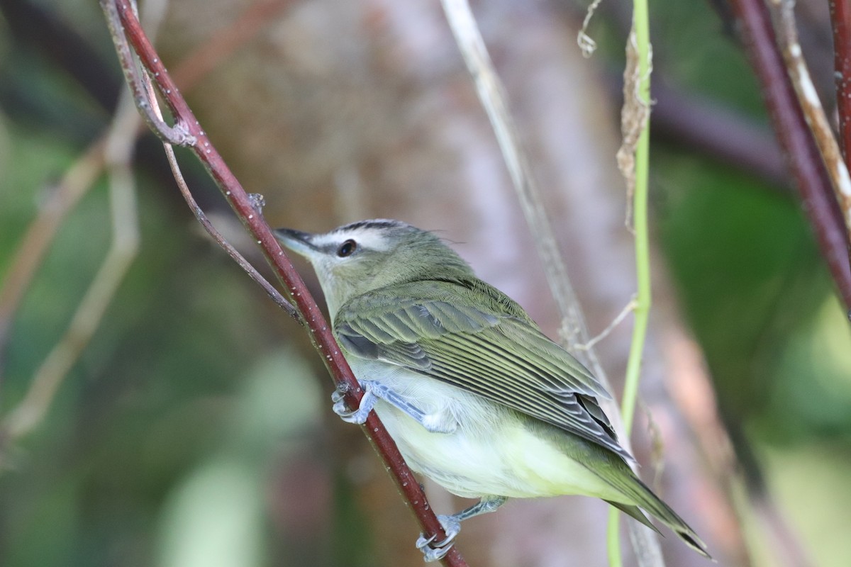 rødøyevireo - ML622843734