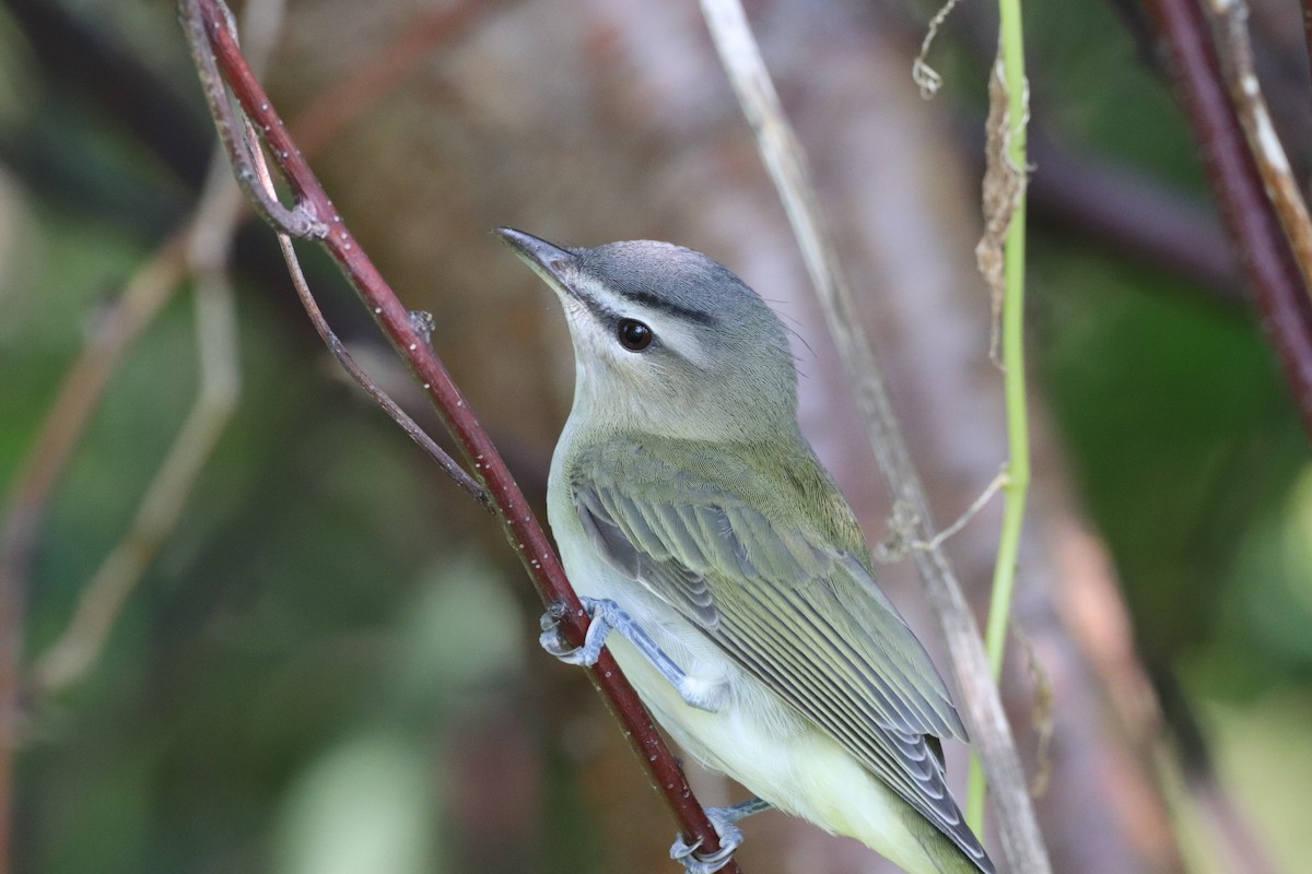 rødøyevireo - ML622843735