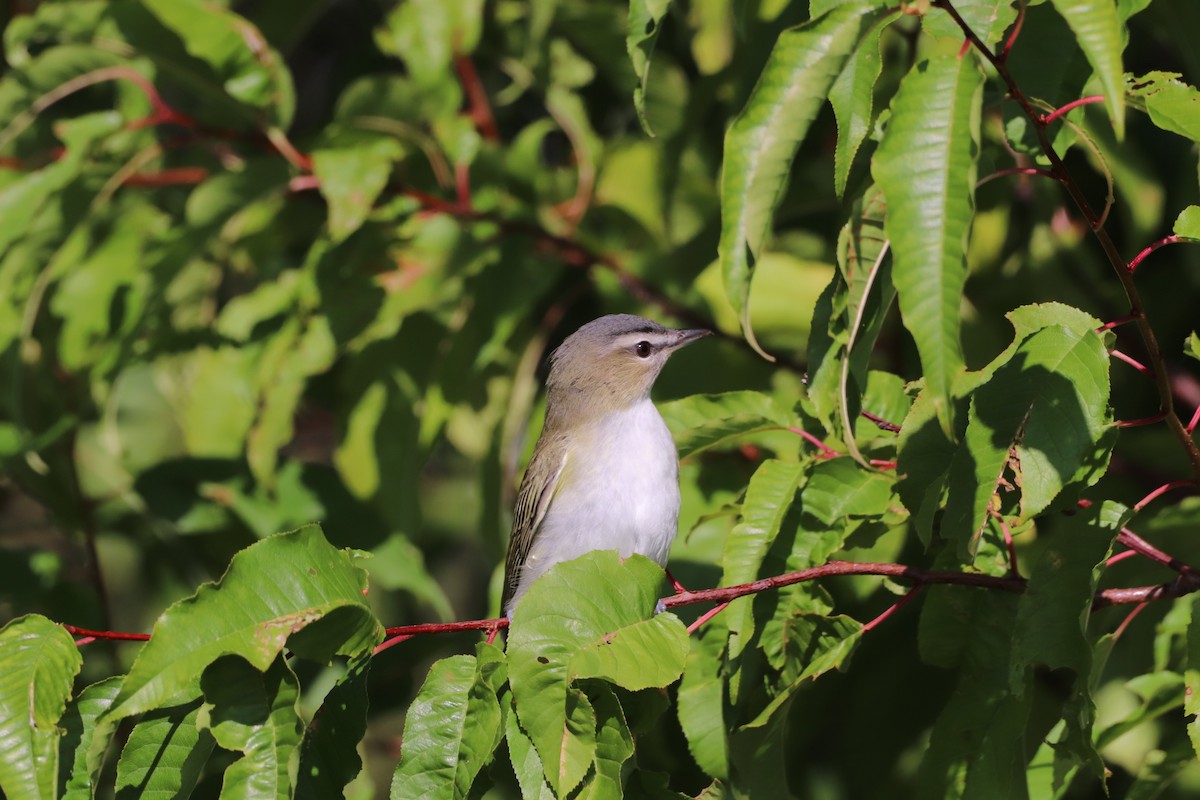 rødøyevireo - ML622843737