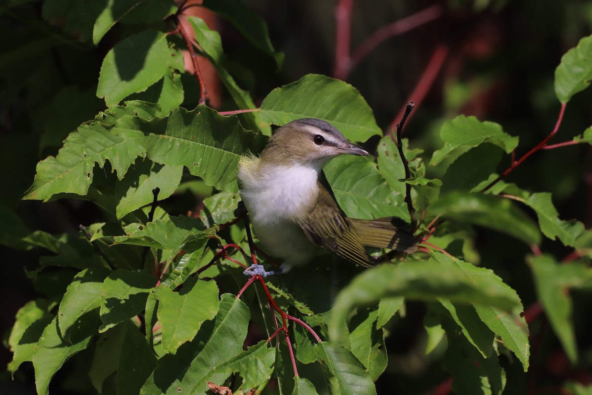 rødøyevireo - ML622843738