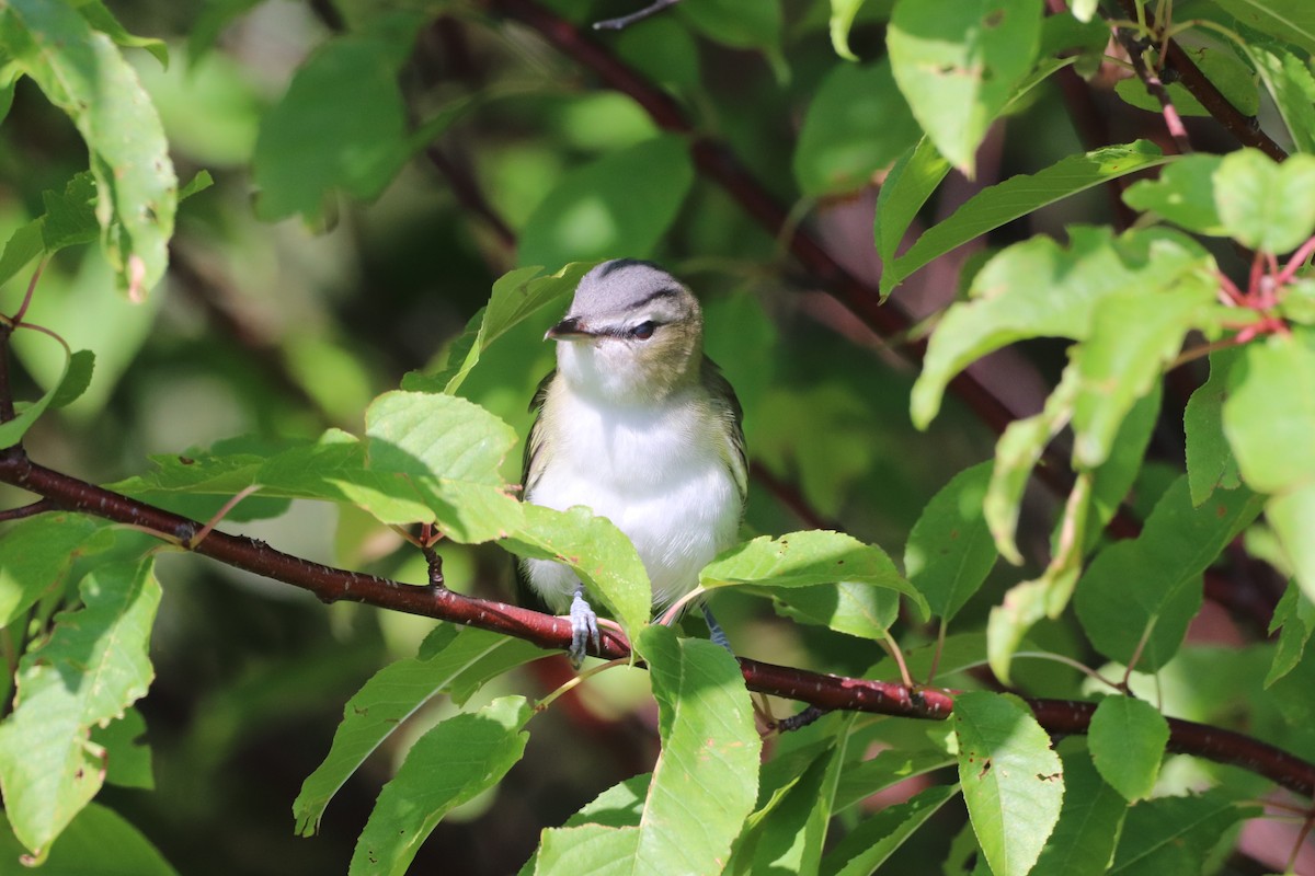 rødøyevireo - ML622843739