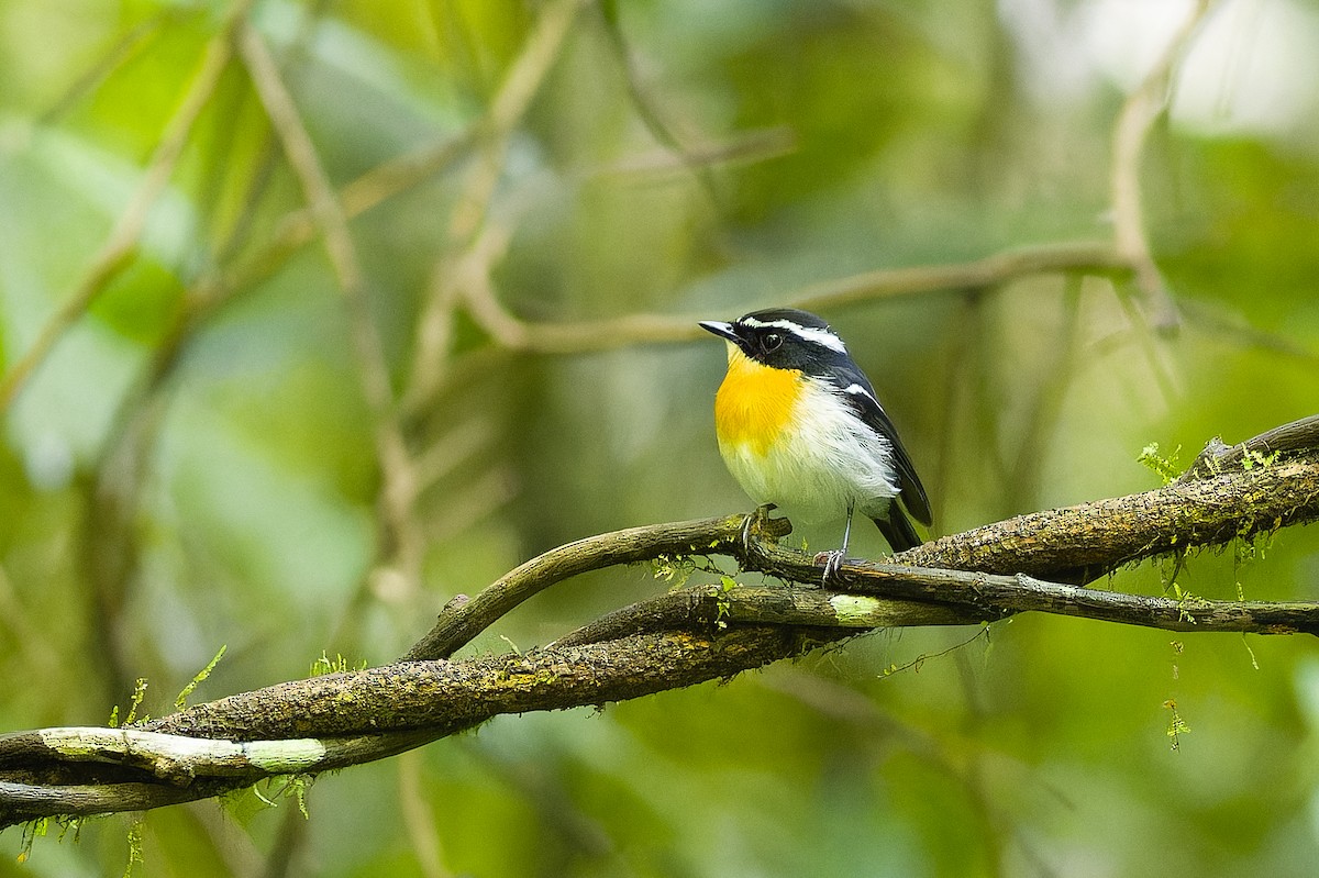 Rufous-chested Flycatcher - ML622843740