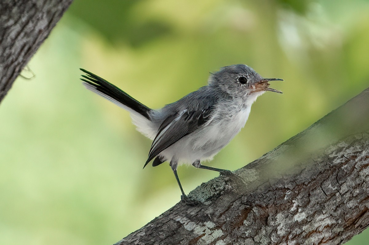 Blue-gray Gnatcatcher - ML622843750