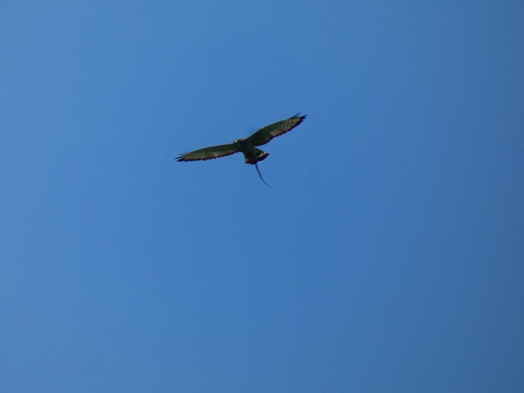 Broad-winged Hawk - ML622843819