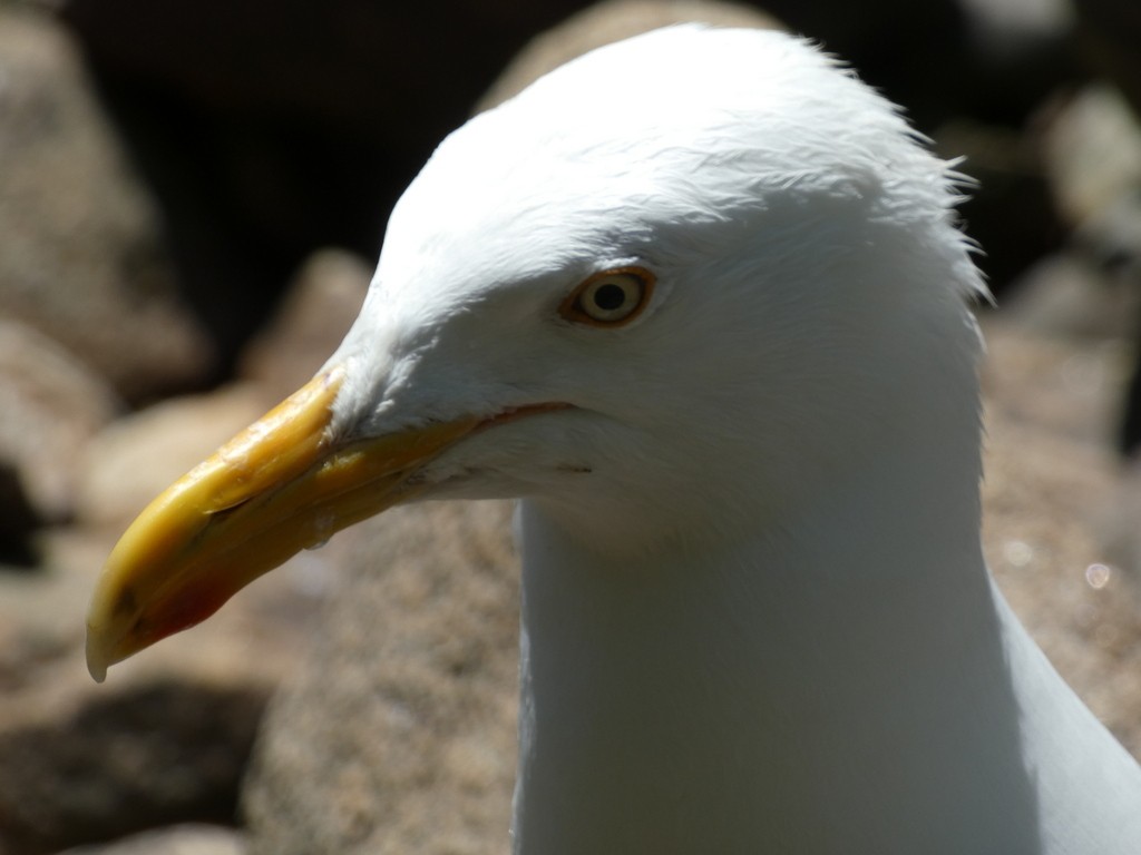 Herring Gull (American) - ML622843851