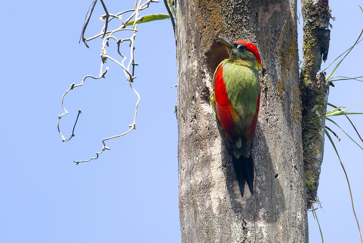 Crimson-winged Woodpecker - Jakapat Vanichanan