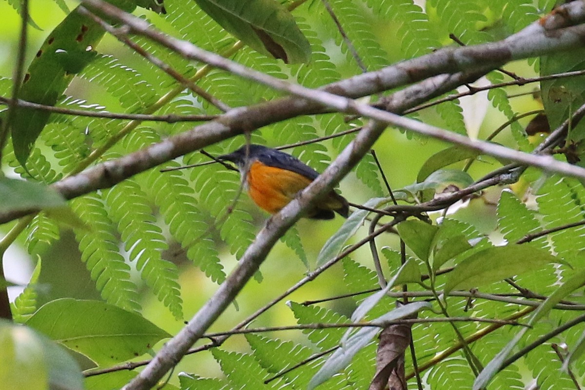 Orange-bellied Flowerpecker - ML622843872