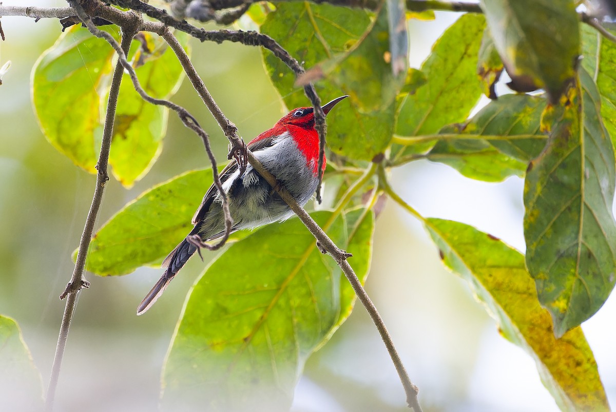 Javan Sunbird - ML622843888