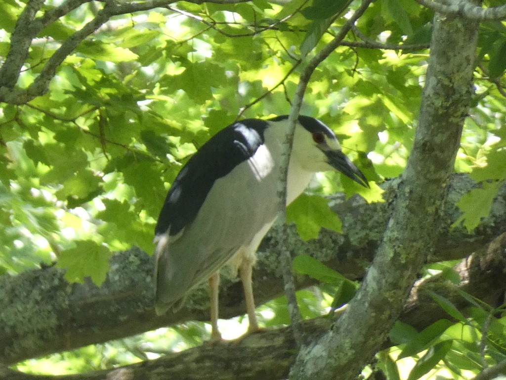 Black-crowned Night Heron - ML622843889