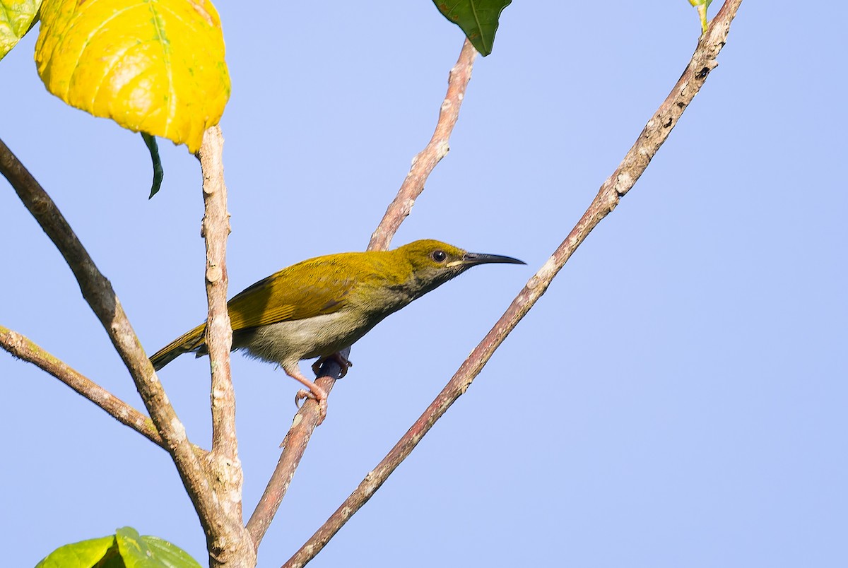 Streaky-breasted Spiderhunter - ML622843898