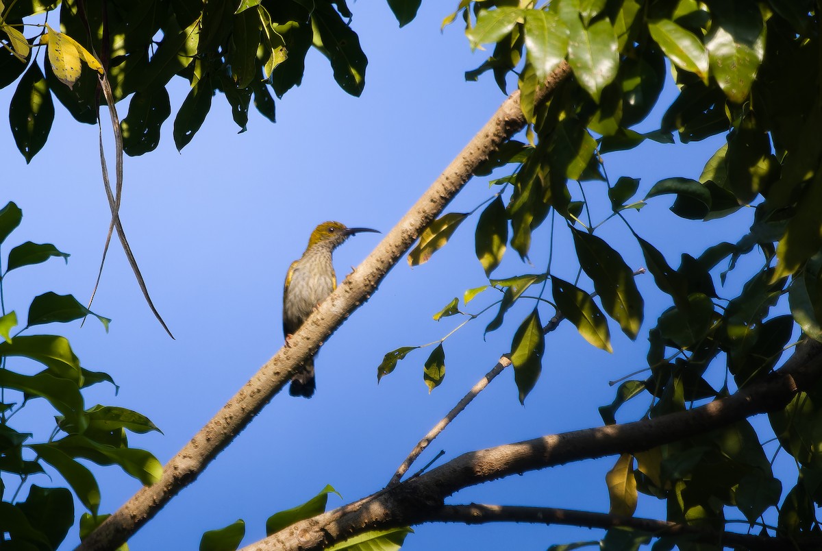 Streaky-breasted Spiderhunter - ML622843900