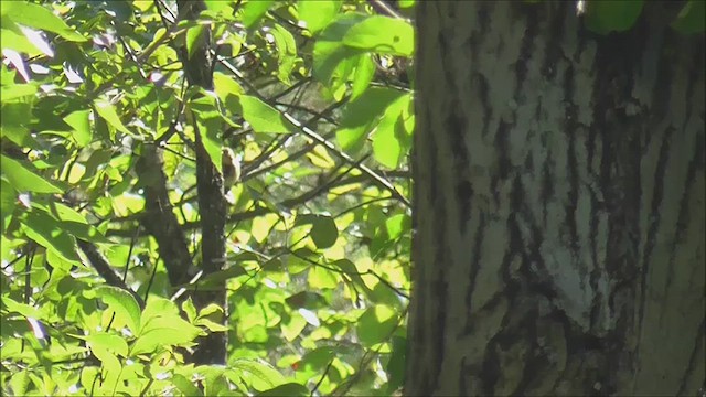 Sarı Karınlı Boreal Sinekkapan - ML622843902