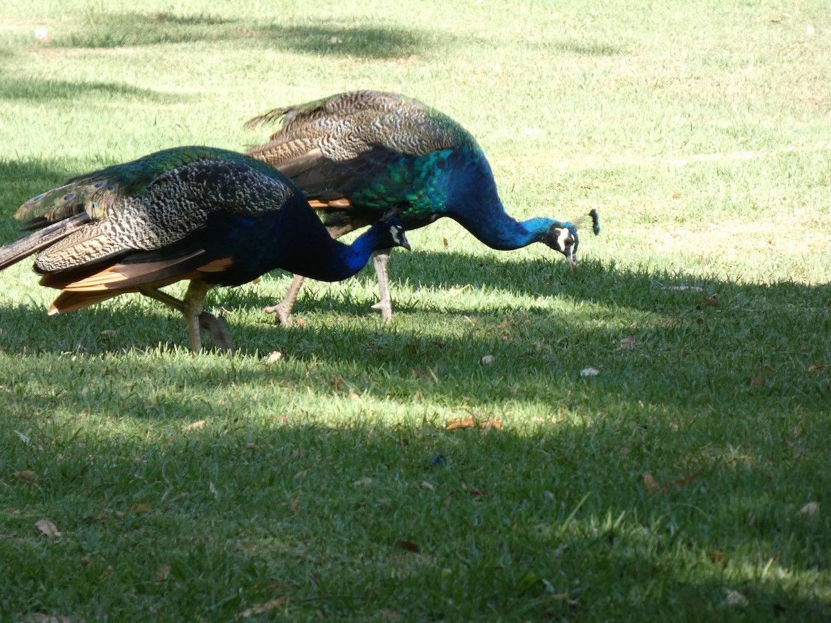 Indian Peafowl (Domestic type) - ML622843920