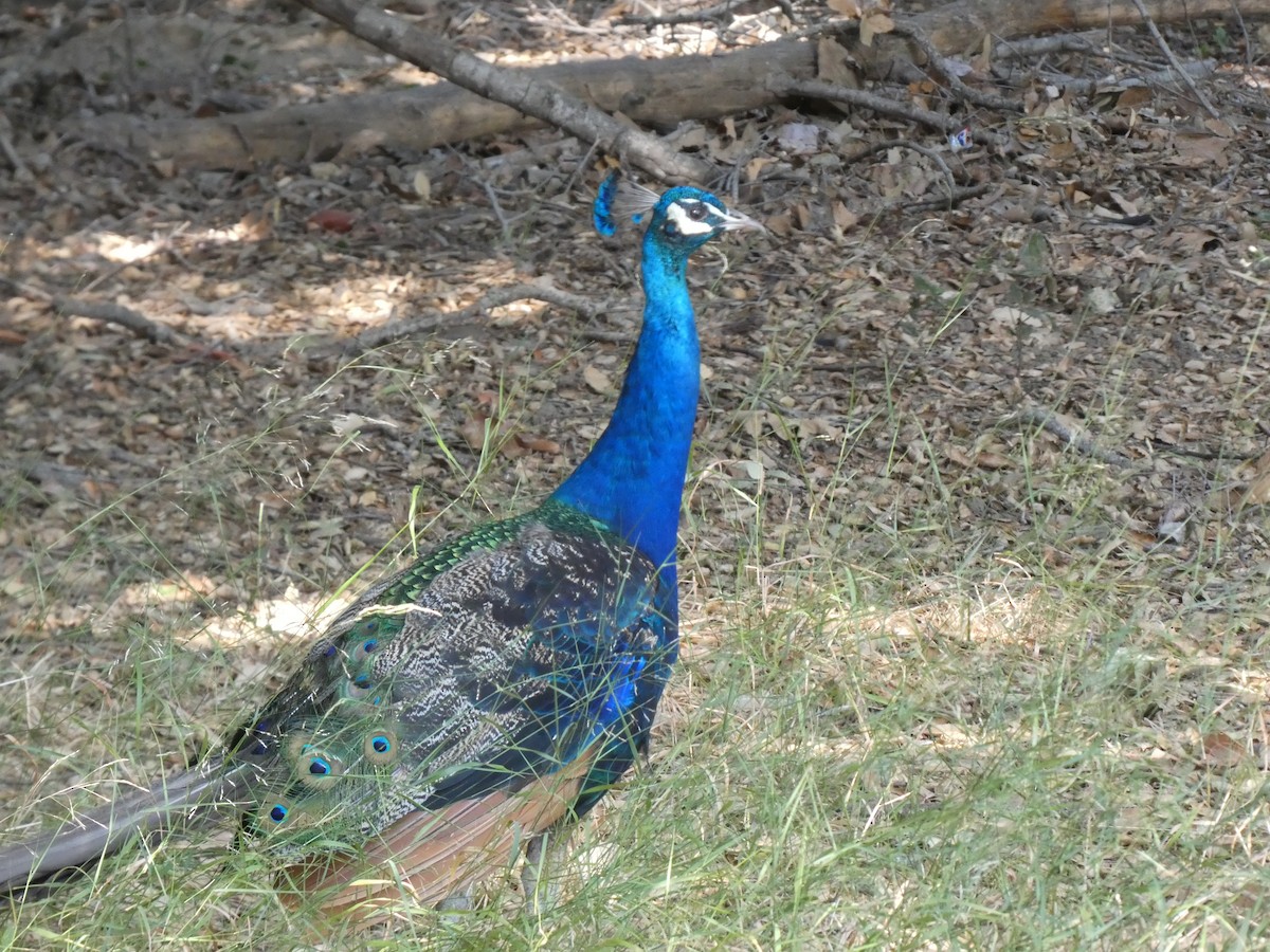 Indian Peafowl (Domestic type) - ML622843929