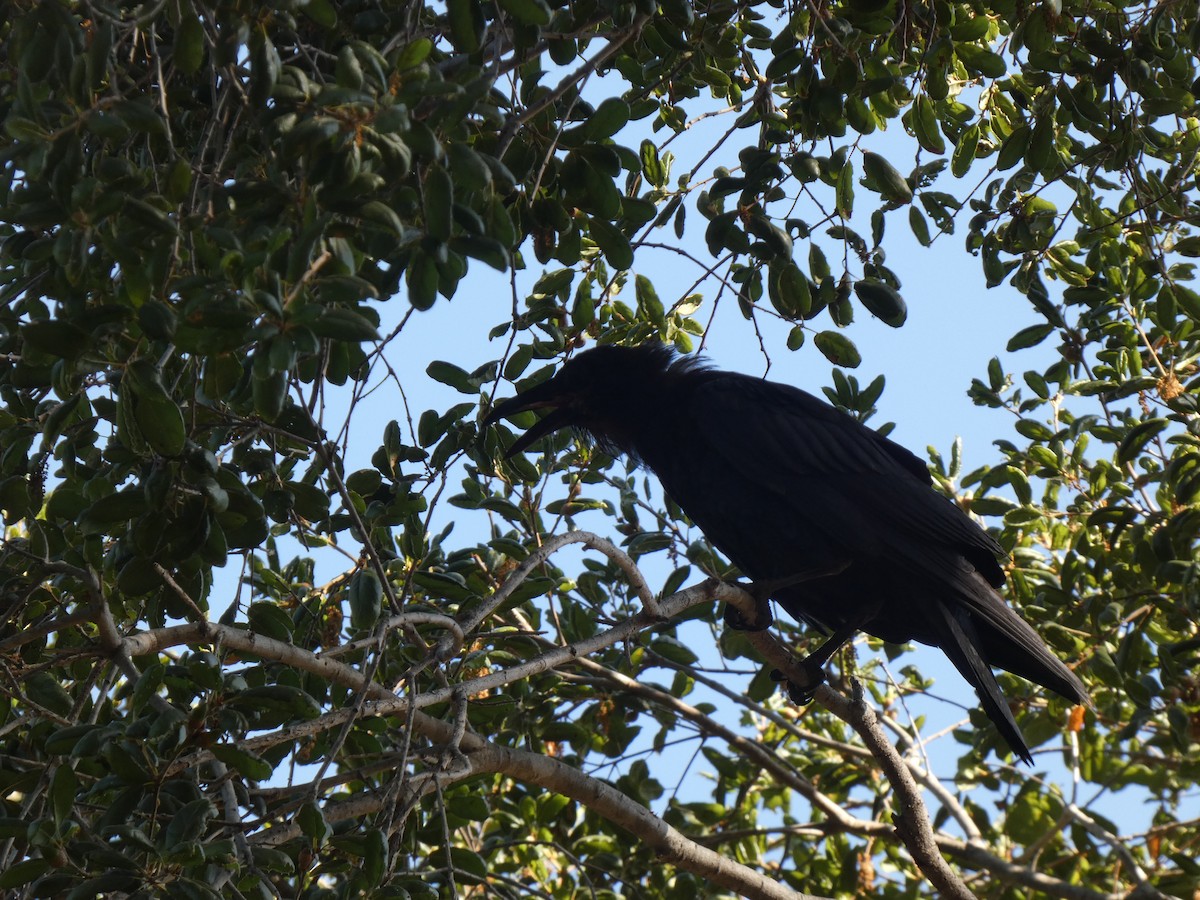 Common Raven - ML622843962