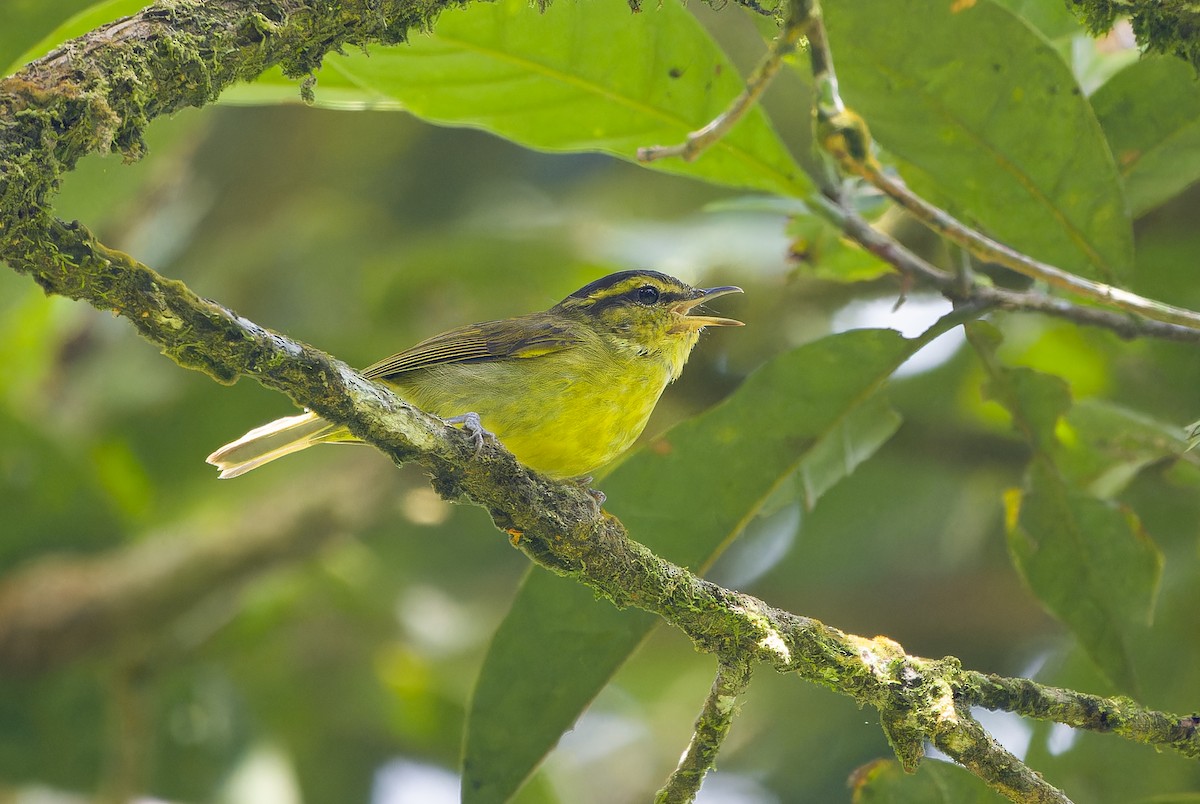 Mountain Leaf Warbler - ML622843974