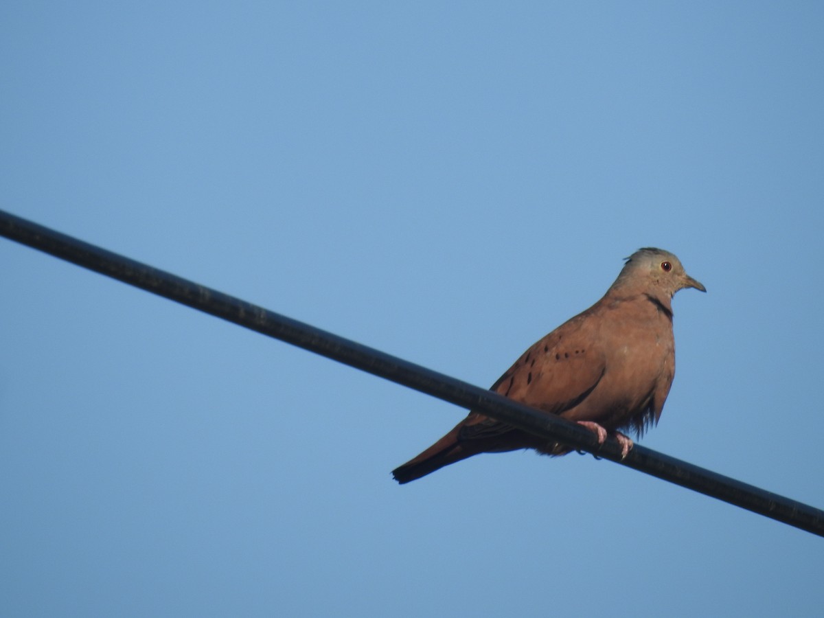 Ruddy Ground Dove - Nícolas Figueiredo