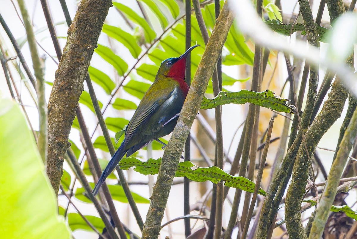 White-flanked Sunbird - ML622844040
