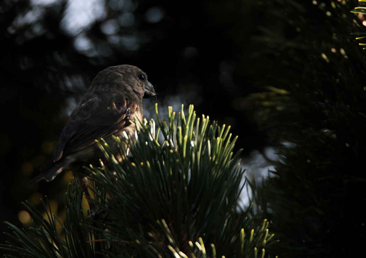 Red Crossbill - Pau Iglesias